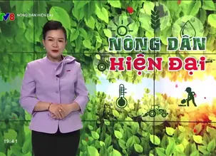 Nông dân hiện đại: Quảng Bình phát triển nông nghiệp hữu cơ trên vùng gò đồi
