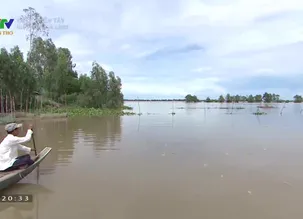 Ký ức miền Tây: Nhớ mùa cá linh