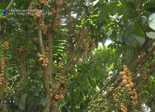 Thương nhớ miền Tây: Miệt vườn trên đất Tây Đô