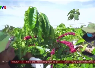 Doanh nghiệp và tiêu dùng - 31/10/2024