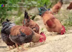 Dân tộc và phát triển Ứng dụng khoa học công nghệ ở miền núi