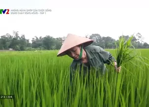 Những mảnh ghép của cuộc sống: Dòng chảy sông Hồng - Tập 1