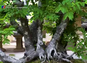 Khám phá: Đam mê nghề cây cảnh Bonsai