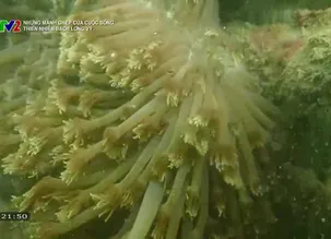 Những mảnh ghép của cuộc sống: Thiên nhiên Bạch Long Vỹ