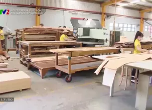 Môi trường và cuộc sống: Đưa lâm nghiệp vươn mình