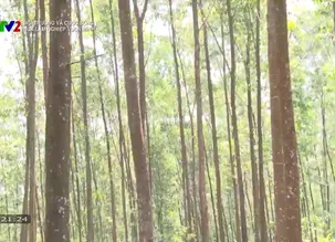 Môi trường và cuộc sống: Đưa lâm nghiệp vươn mình