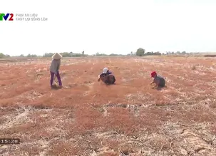 Phim tài liệu: Thủy lợi sông Lèn - Số 1