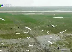 Phóng sự: Để sếu trở về