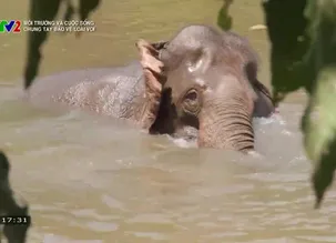 Môi trường và cuộc sống: Chung tay bảo vệ loài voi