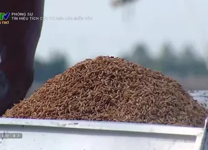 Phóng sự: Tín hiệu tích cực từ vựa lúa miền Tây