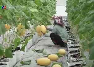 Đường tới nông trại: Vai trò của HTX NN trong tái cơ cấu