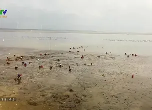 Phóng sự: Xây dựng thương hiệu nghêu Bến Tre để hội nhập