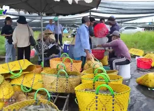 Phóng sự: Tri thức hóa nông dân