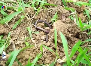 Net Zero - Gửi tương lai - 21/01/2025