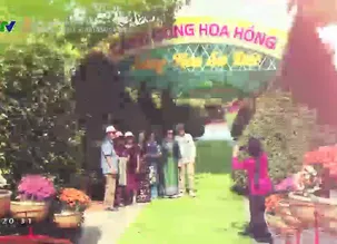 Thương nhớ miền Tây: Xuân sớm trên làng hoa Sa Đéc