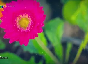 S - Việt Nam - 25/01/2025