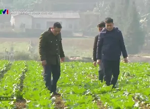 Nông nghiệp xanh: Phát triển nông nghiệp hàng hóa