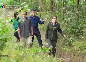 Dân tộc và phát triển: Điểm sáng kinh tế lâm nghiệp