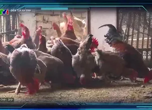 Điểm tựa an sinh	- 16/02/2025