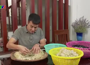 Phút giây thư giãn: Thổi tăng trưởng giá đỗ