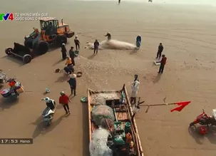 Từ những miền quê: Cuộc sống ở bãi ngang