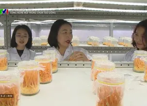 Nông nghiệp xanh: Công nghệ mới trong chọn tạo giống