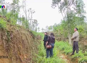 Truyền hình Công thương: Phát triển cây Dược liệu