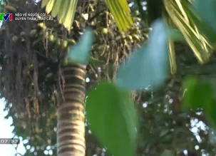 Nẻo về nguồn cội: 	Duyên thắm trầu cau