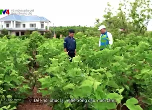 Từ những miền quê: Bình yên Bảo Lộc