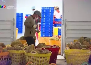 Phóng sự: Để nông sản tăng lợi thế trước biến động thị trường