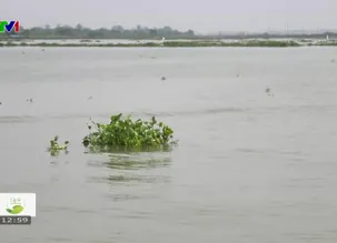 Cặp lá yêu thương - 10/5/2025