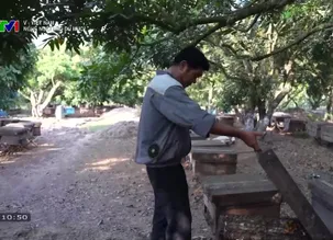 V - Việt Nam: Nghề nuôi ong du mục