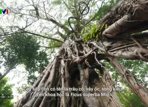 V - Việt Nam: Cây sộp cổ thụ