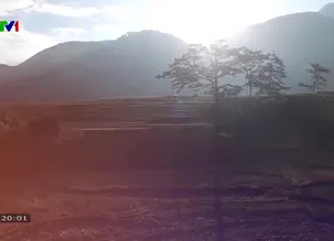 S - Việt Nam: Thu hoạch xoài trên núi Bà Đen