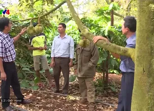 Bản tin tiếng Việt 12h VTV4 - 31/5/2025