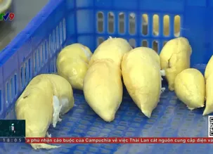 Sầu riêng đông lạnh - cơ hội cho nông sản Việt