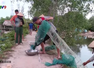 Nha Trang biển gọi: Giữ rừng ngập mặn