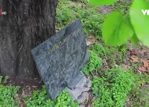 VTV đặc biệt: Cây Linden mùa xanh lá