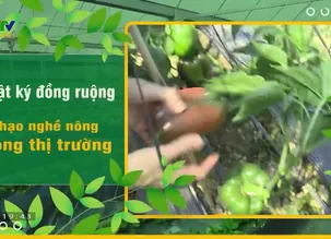 Tọa đàm: Cơ giới hóa trong sản xuất nông nghiệp