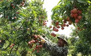 Giá vải thiều tăng gấp ba ngay đầu vụ