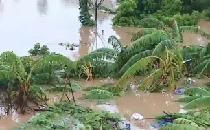 Nông dân “trắng tay” sau mưa bão