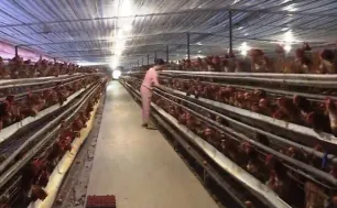 Cân đối nguồn cung thực phẩm cho Tết Nguyên đán