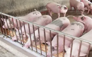 Đảm bảo đủ thực phẩm dịp Tết Nguyên đán