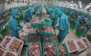 Việt Nam không bán phá giá sản phẩm cá tra tại Mỹ