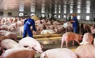 Giá thịt lợn tăng cao sau bão lũ