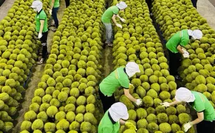 Xuất khẩu nông sản dự báo sớm cán đích 55 tỷ USD