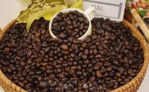 “Cơn sốt" giá cà phê thế giới có thể kéo dài