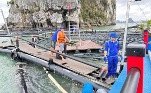 Ngành nông nghiệp nỗ lực phục hồi sau bão