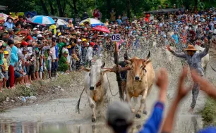 An Giang tổ chức Hội đua bò Bảy Núi