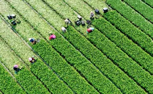 Hỗ trợ tái sản xuất nông nghiệp sau thiên tai